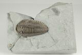 Huge, Flexicalymene Trilobite - Monroe, Ohio #203136-3
